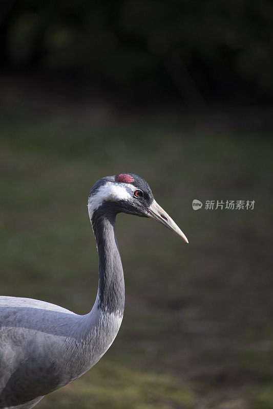 普通鹤(Grus Grus)